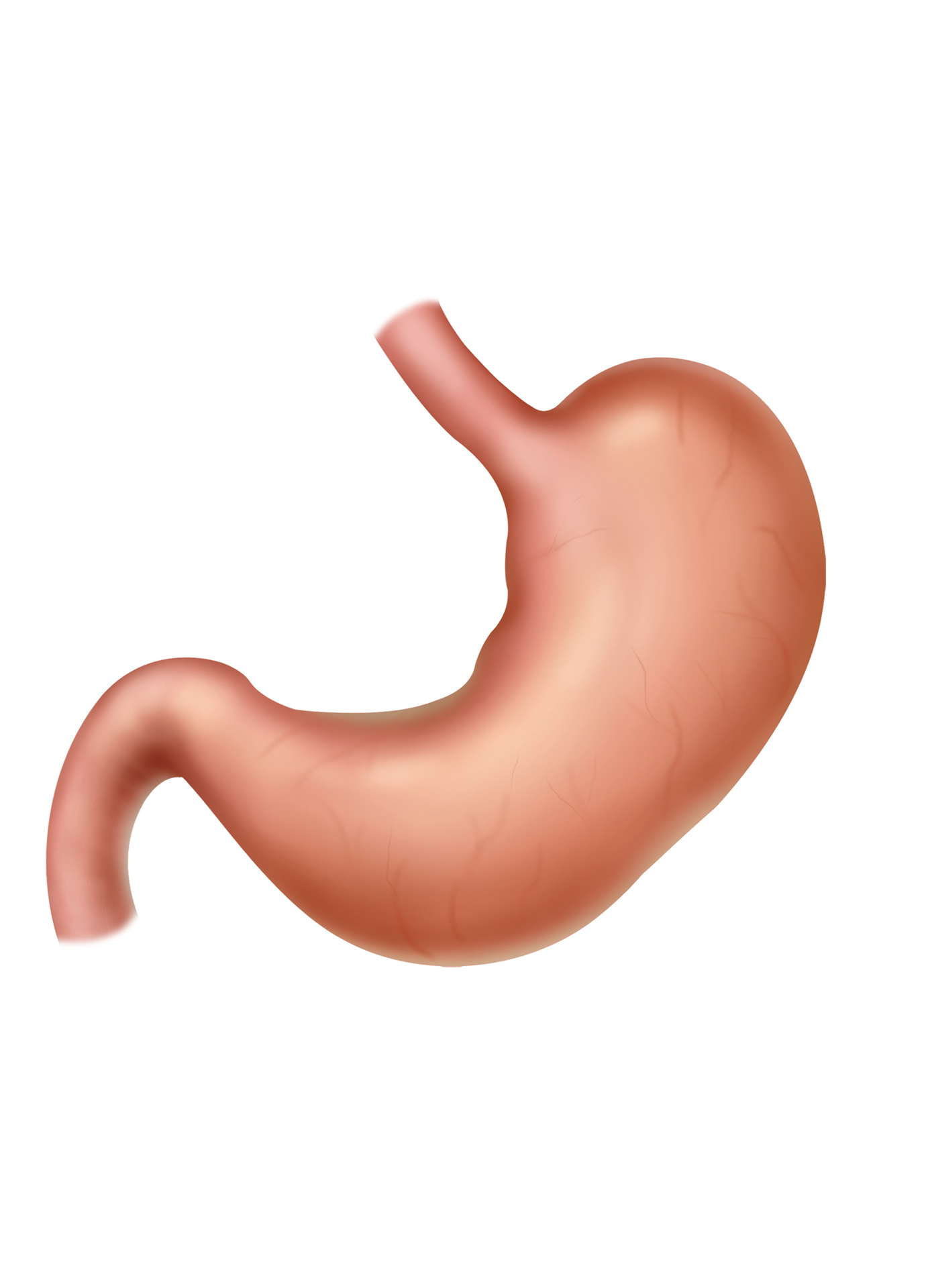 https://nooralmamzar.com/wp-content/uploads/2025/09/stomach.jpg