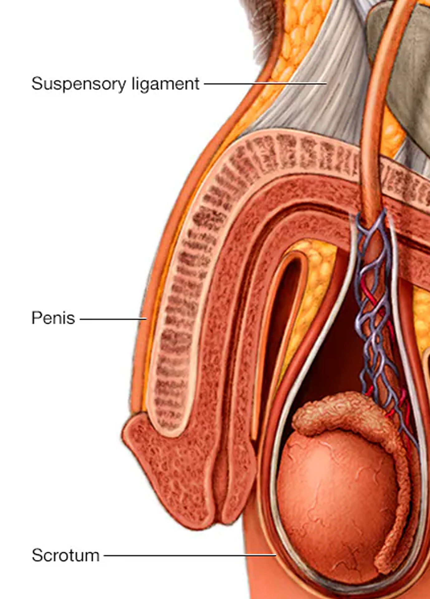 https://nooralmamzar.com/wp-content/uploads/2025/09/suspensory-ligament-release.jpg